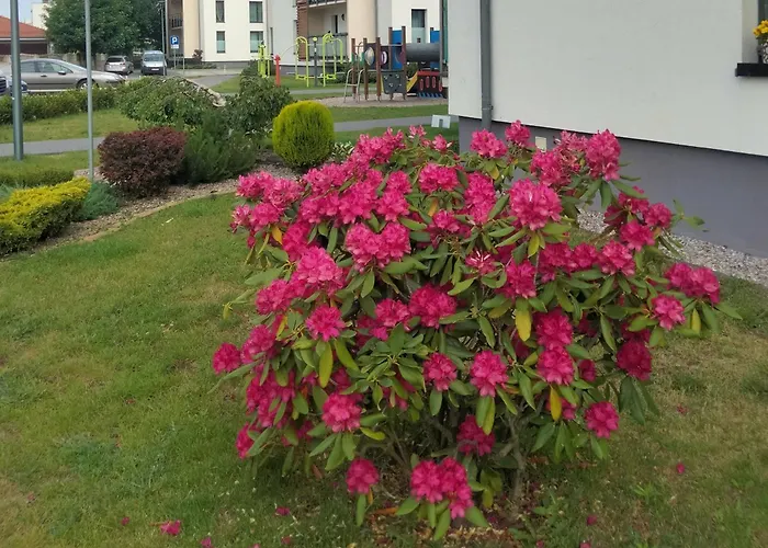 Apartament Nawigator Rybacka 12 B